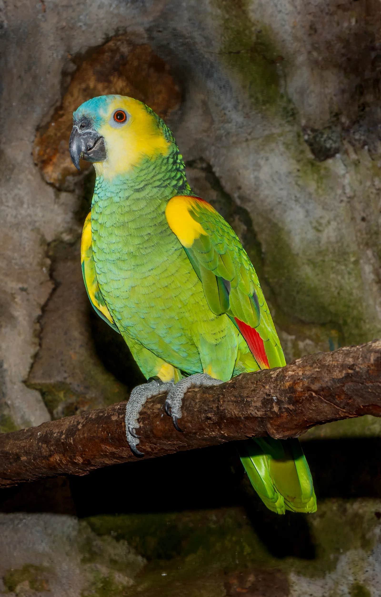 Amazona frentiazul