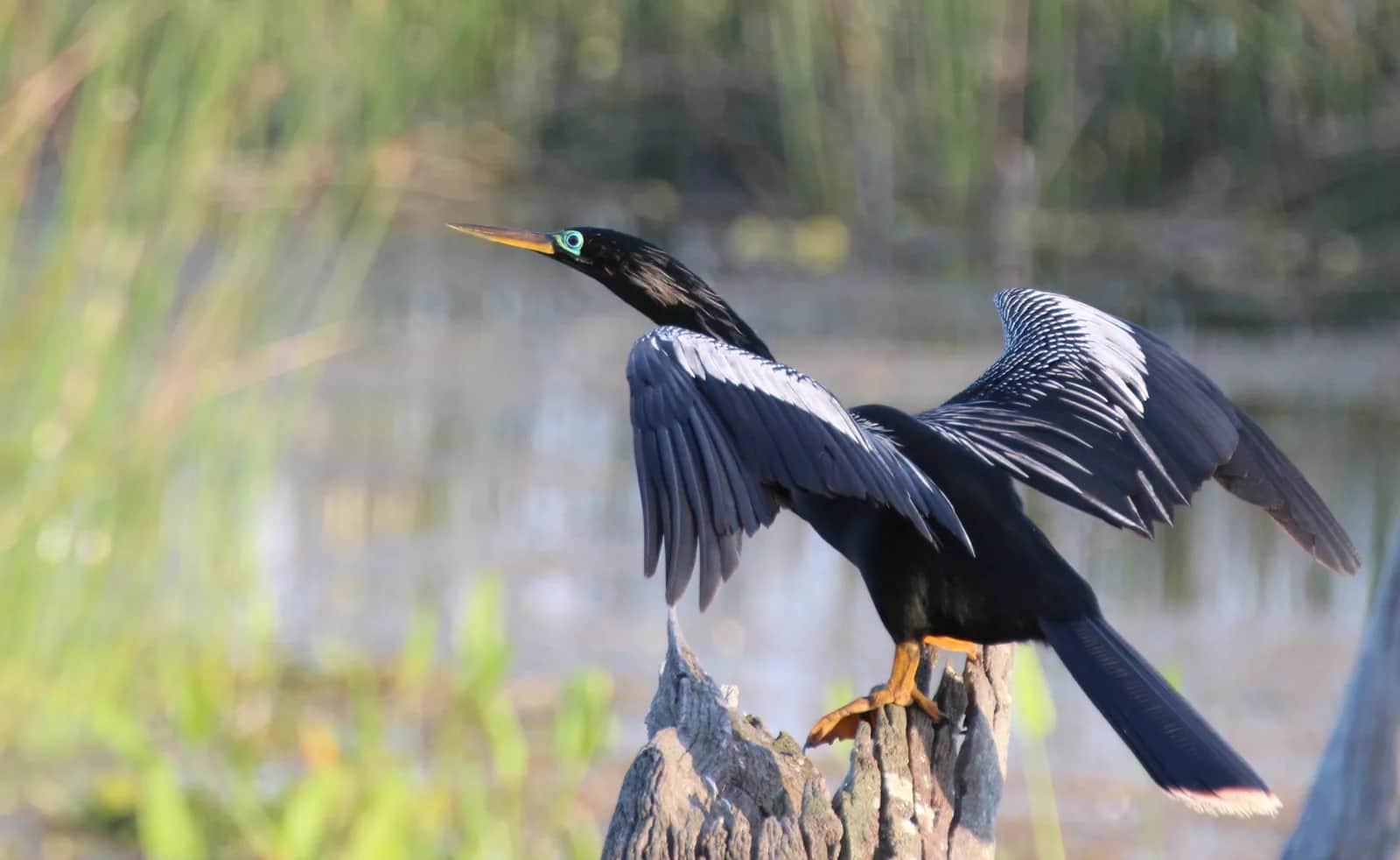 Anhinga
