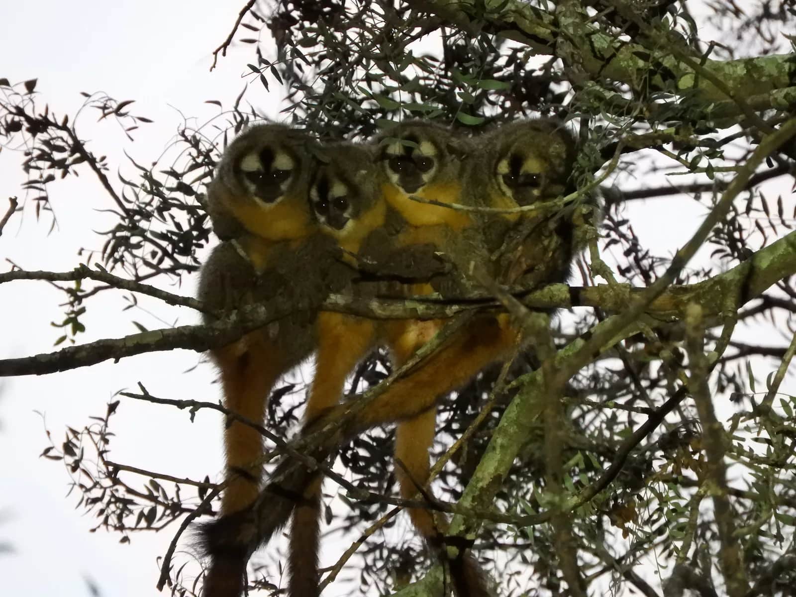 Azara's night monkey