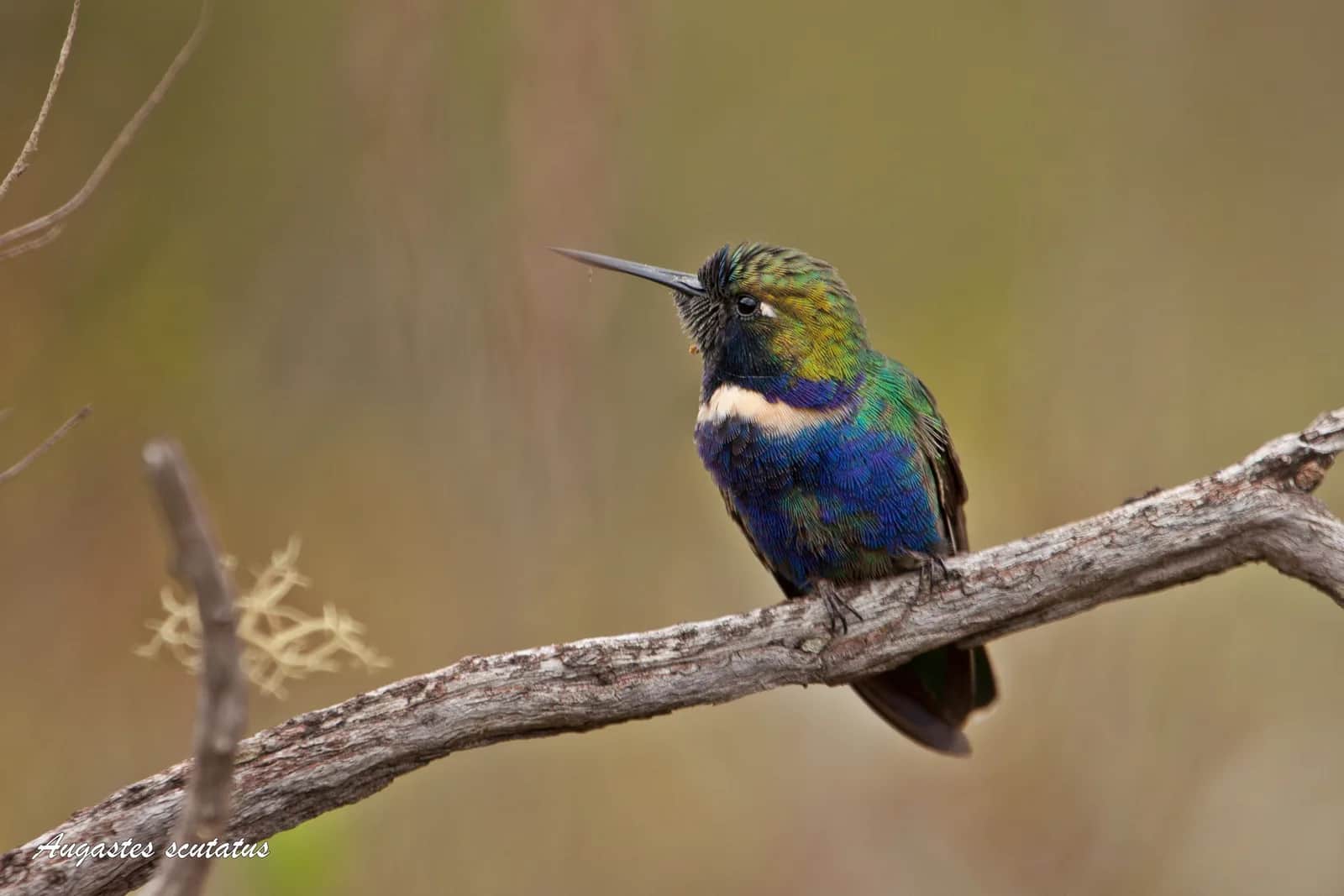 Beija-flor-de-gravata-verde