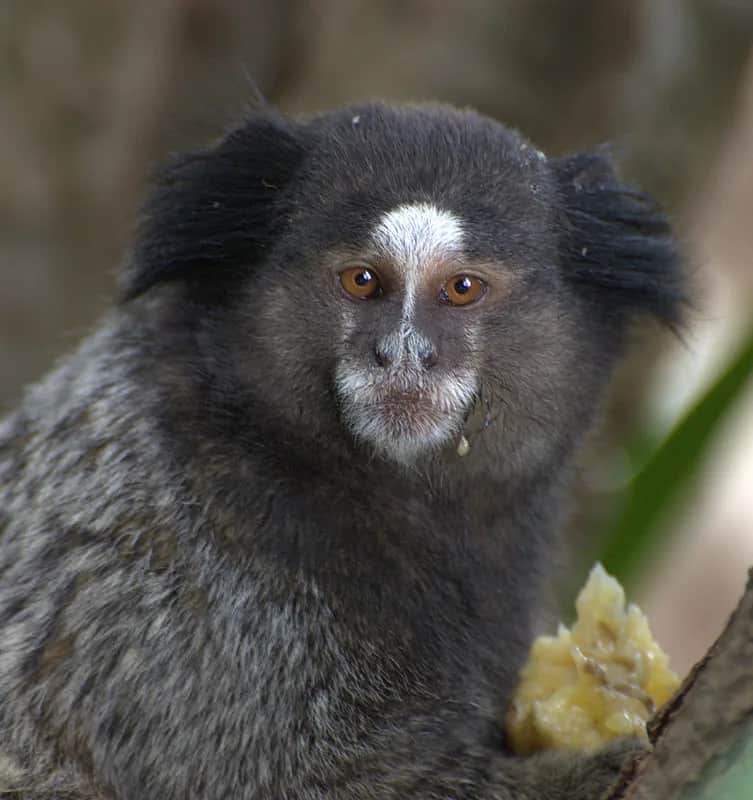 Black-tufted-ear marmoset
