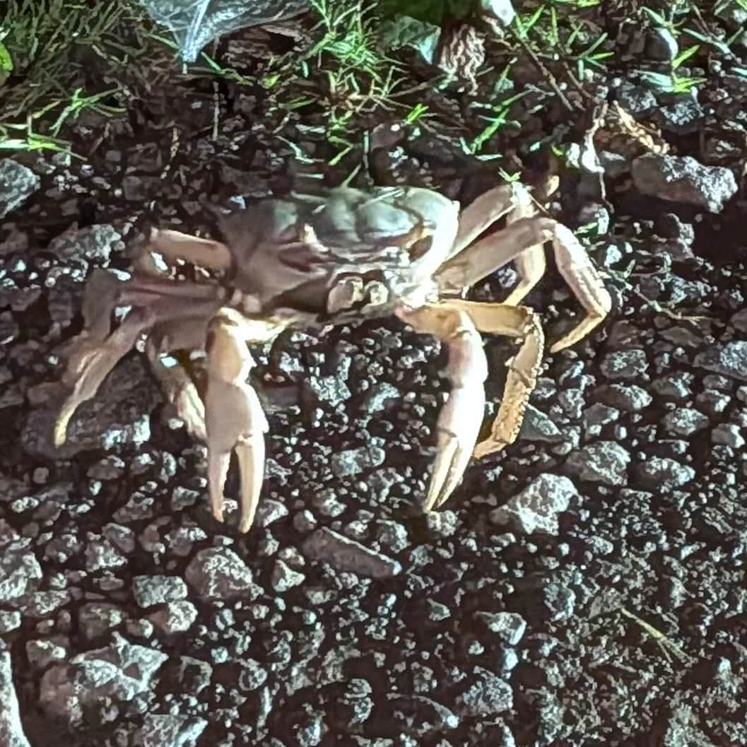 Blue land crab