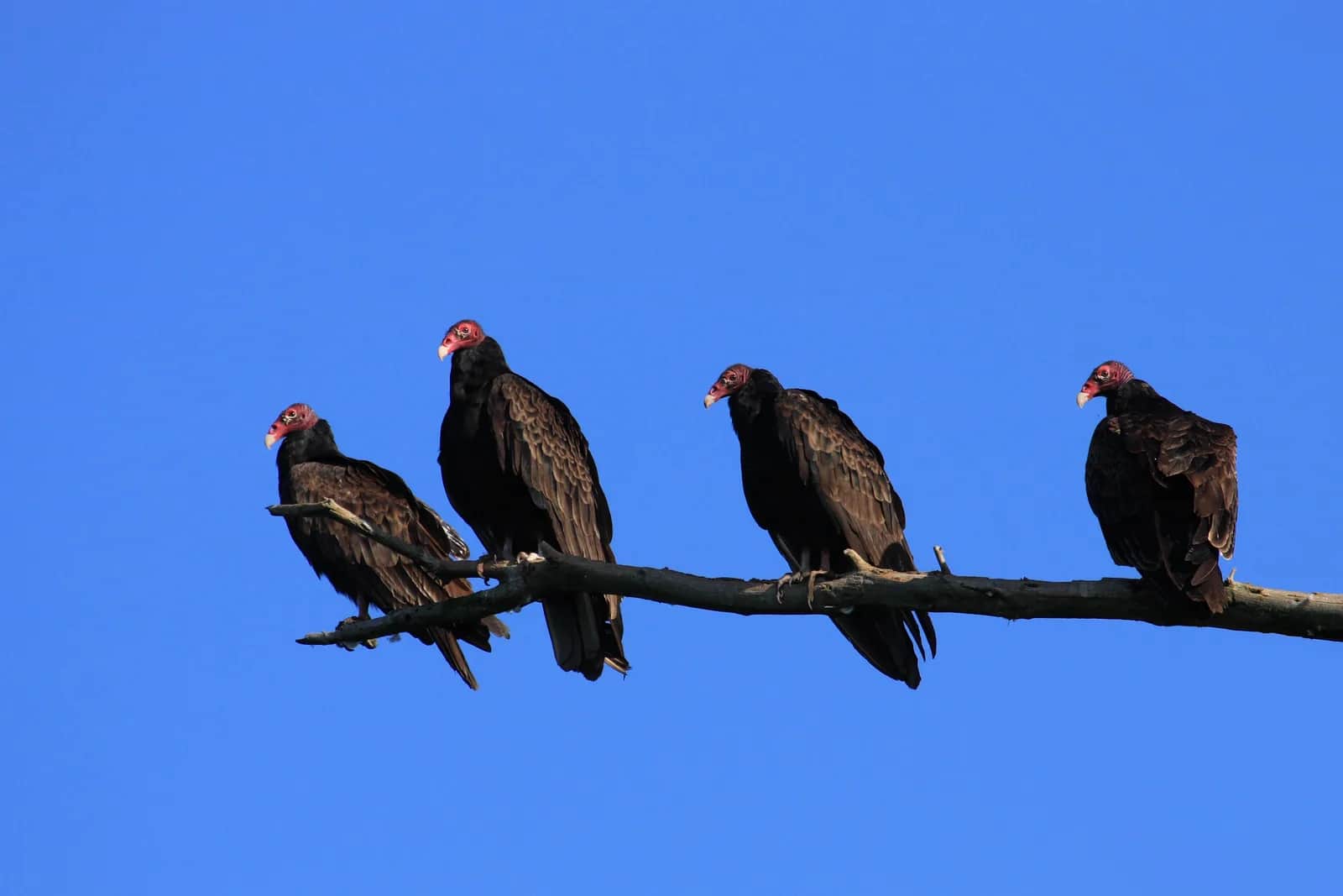 Aura Gallipavo