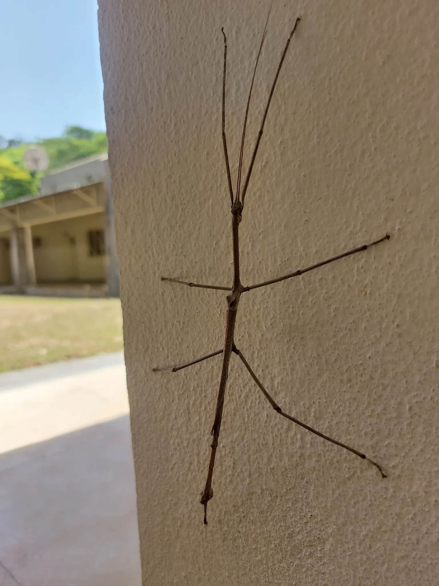 Brazilian giant stick insect