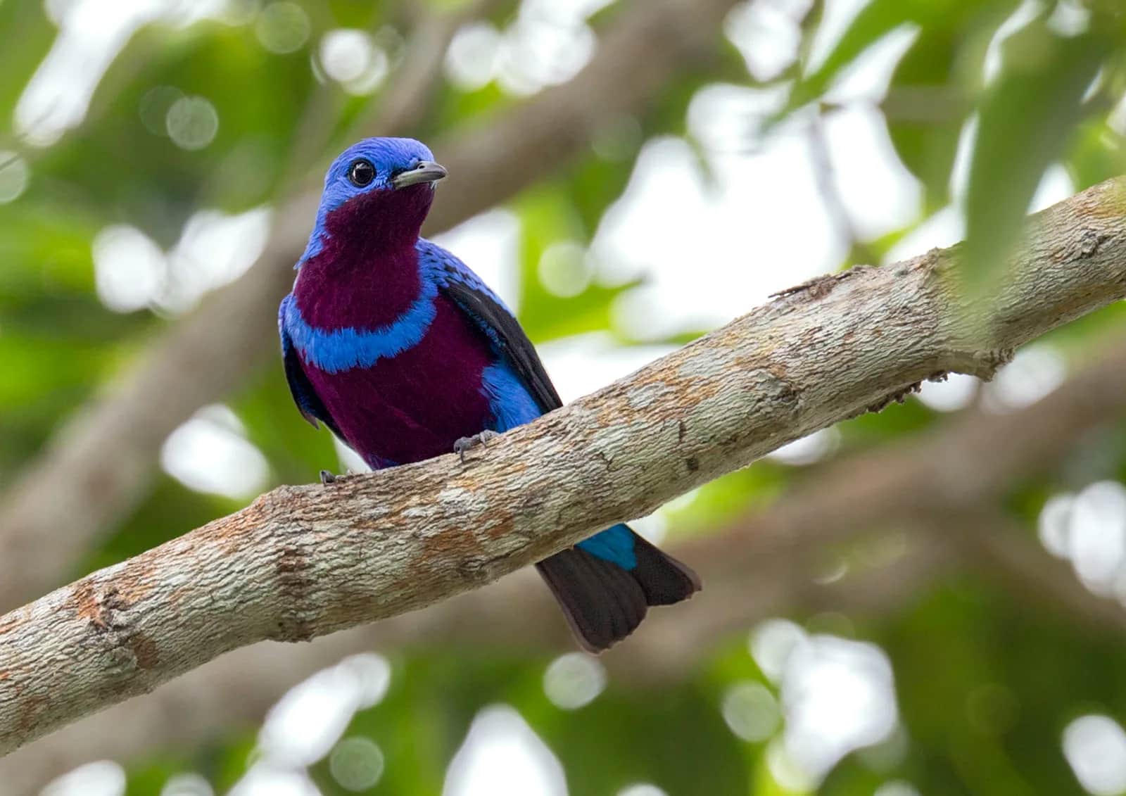 Banded Cotinga