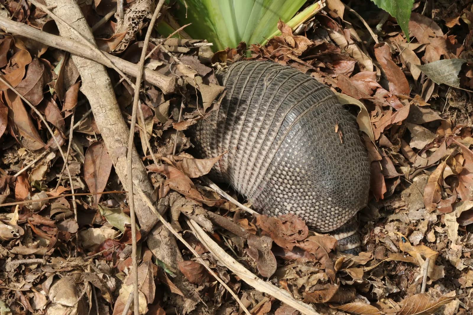 Armadillo de nueve bandas