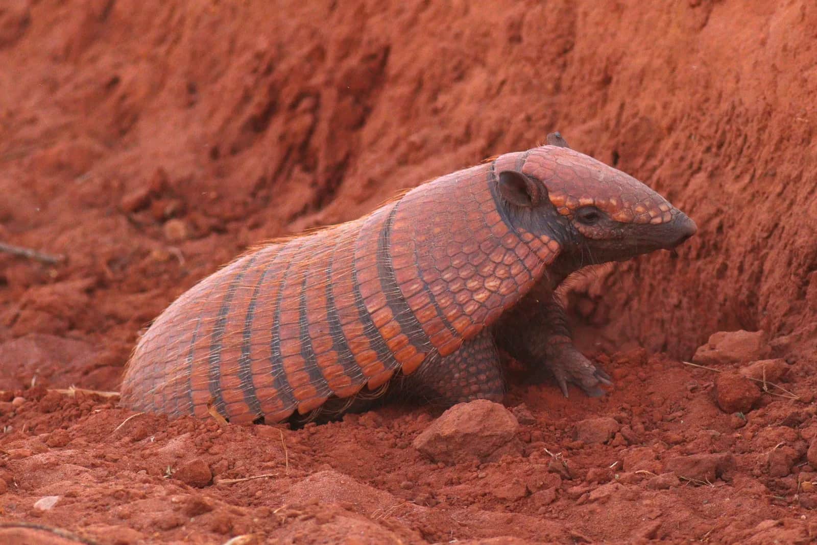 Armadillo de seis bandas