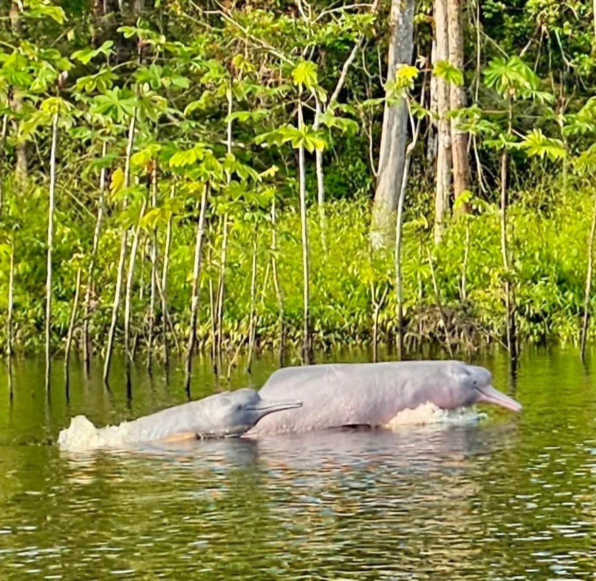 Amazon river dolphin