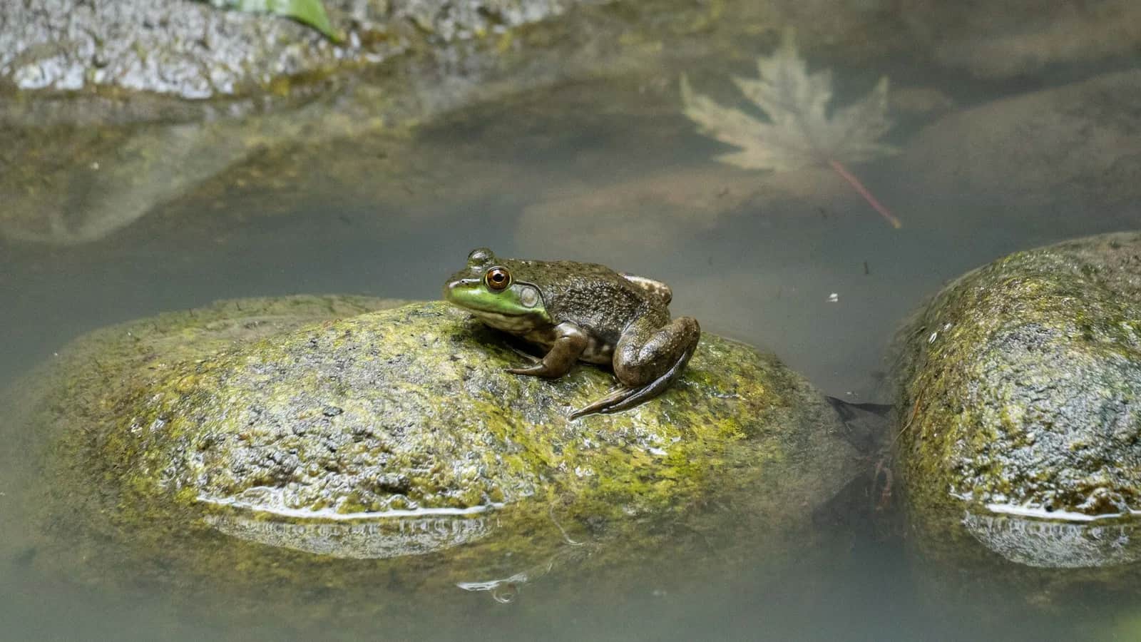 American bullfrog