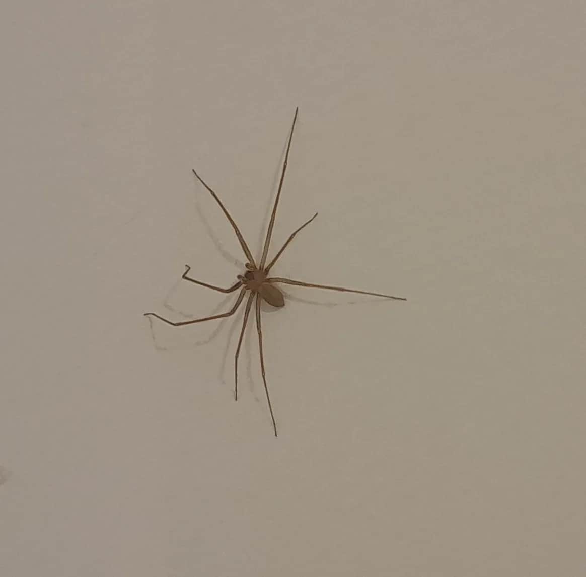Aranha-marrom