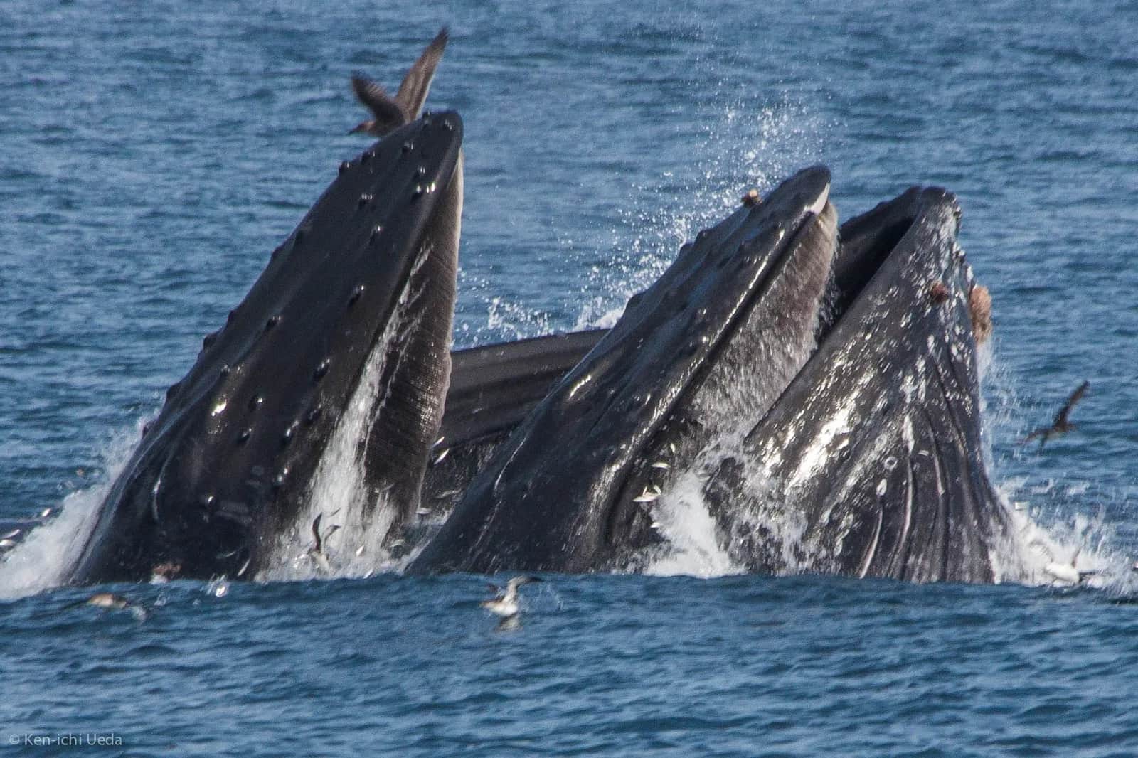Ballena jorobada