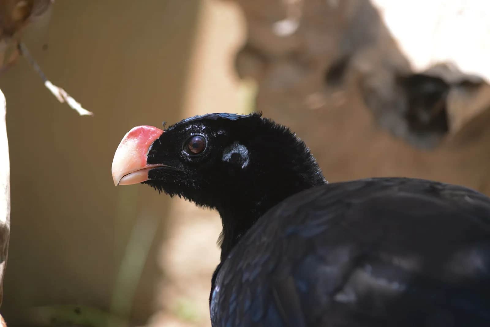 Alagoas curassow