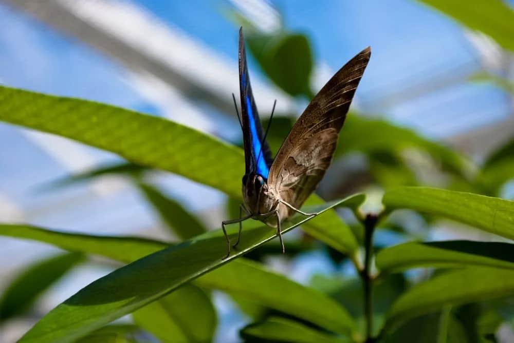 Blue morpho