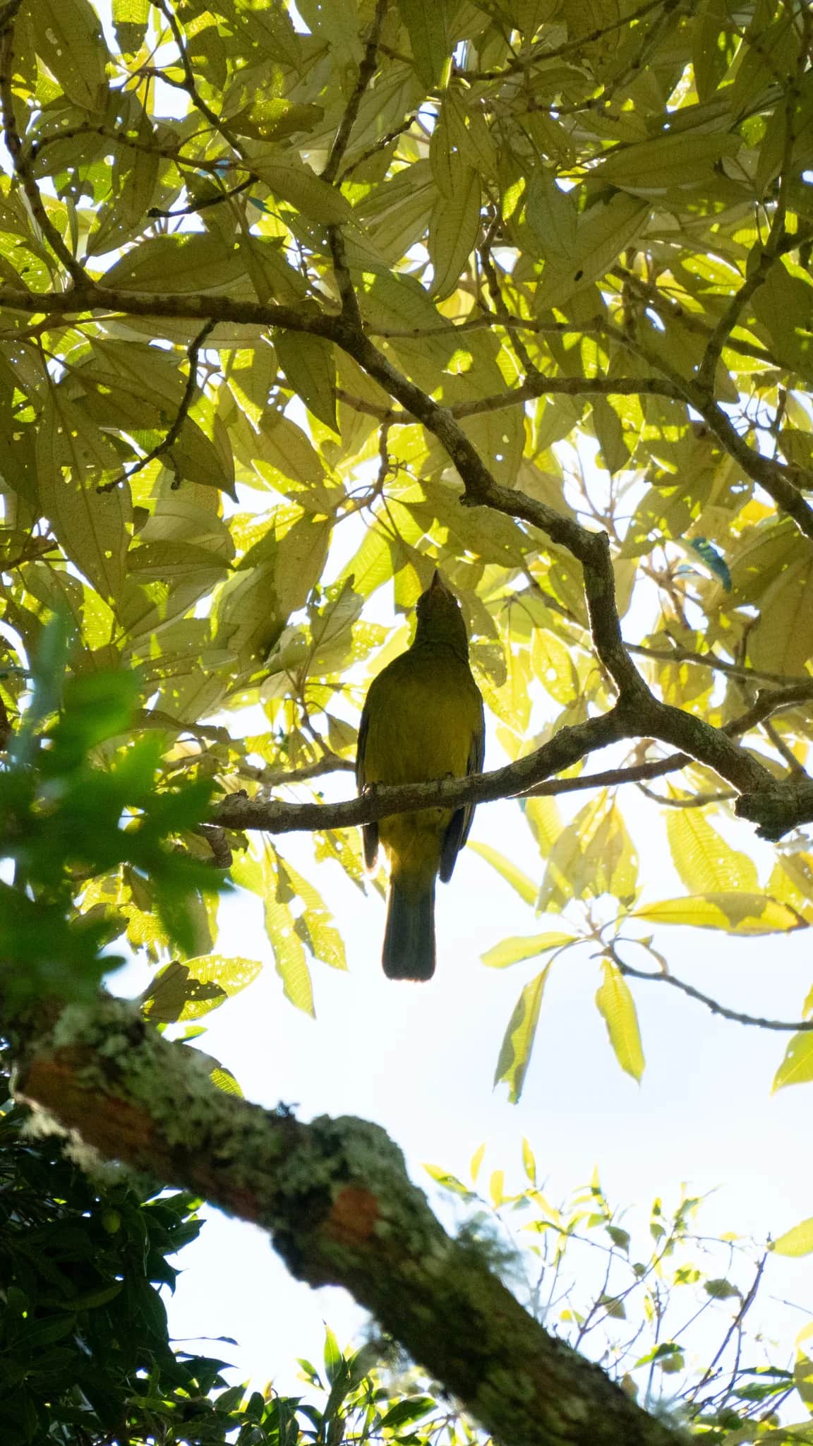 Black-and-gold Cotinga