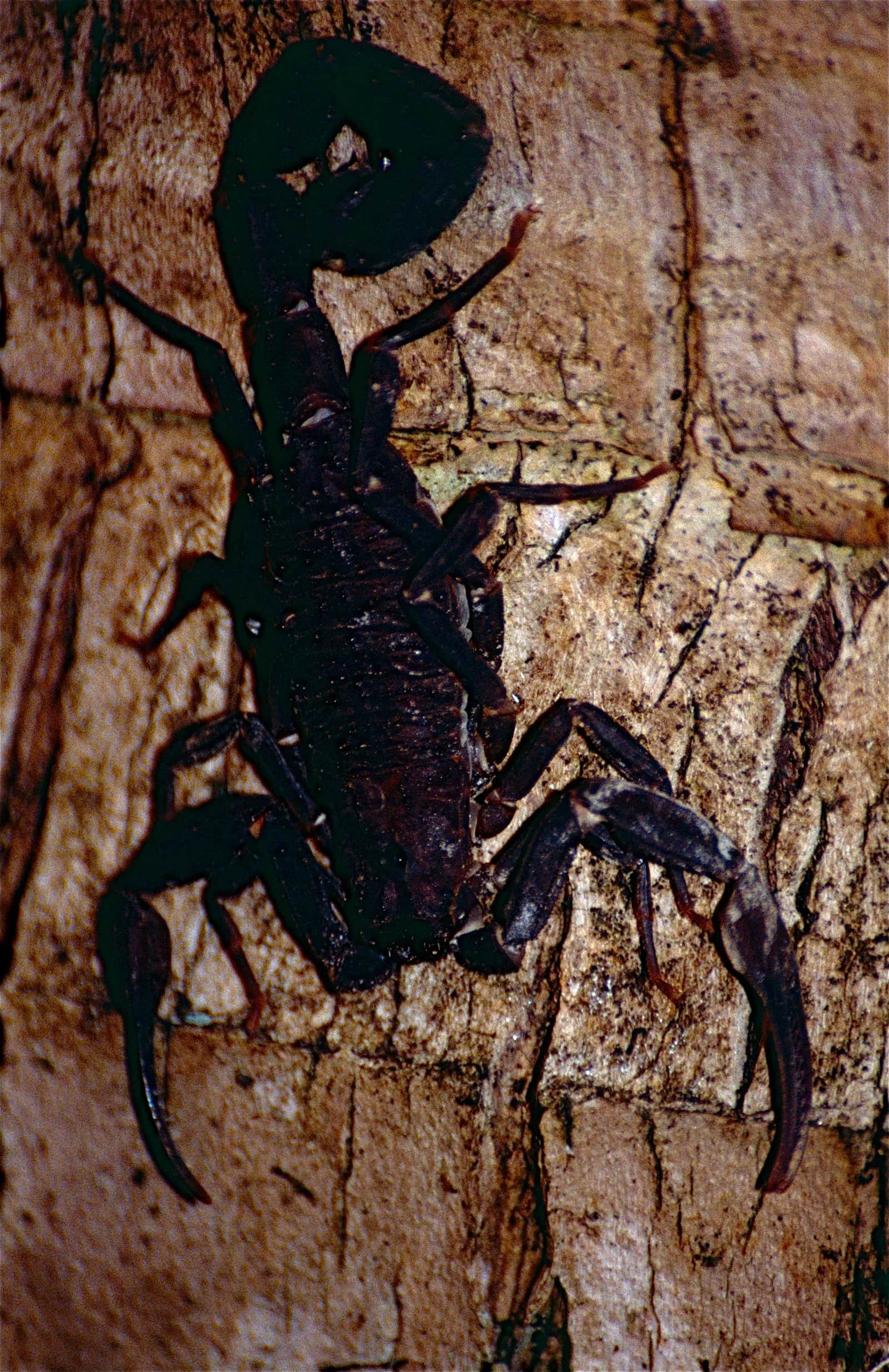 Amazonian black scorpion