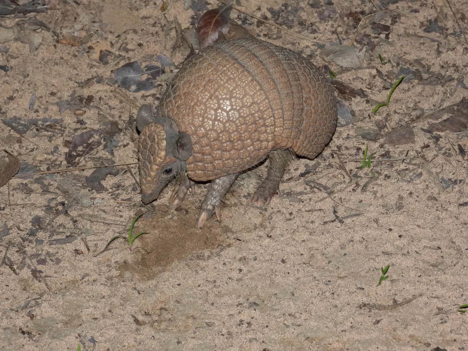 armadillo de tres bandas brasileño