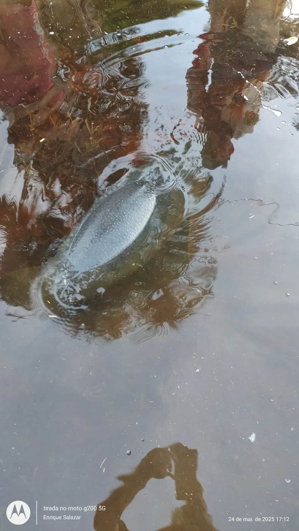 Amazonian manatee
