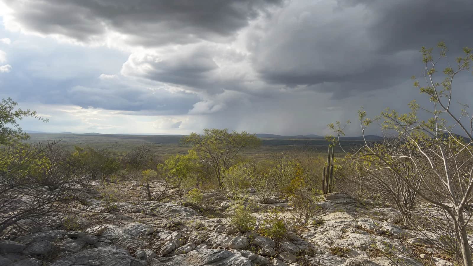 Caatinga