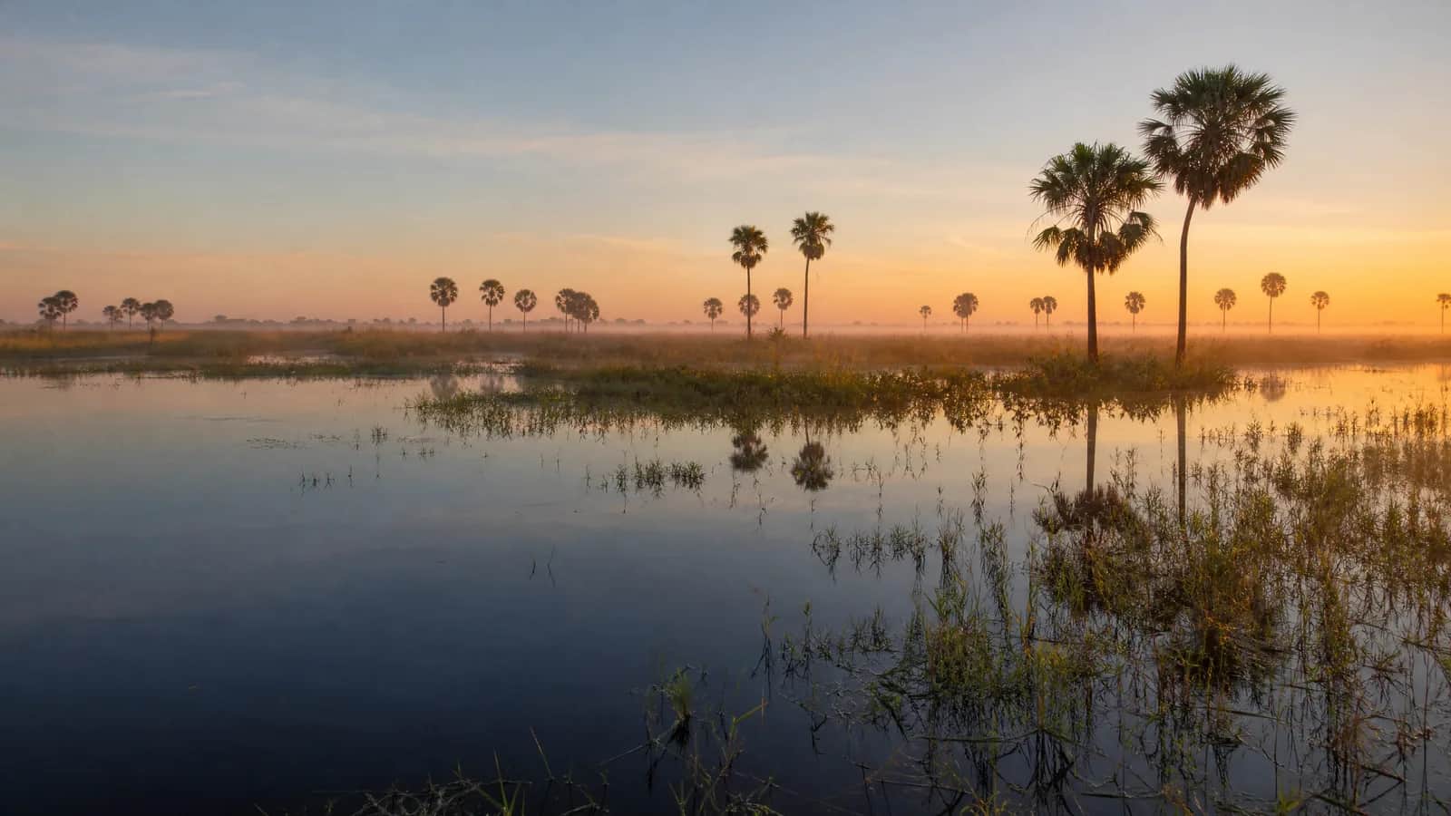 Pantanal