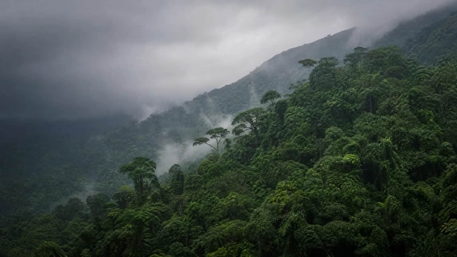 Floresta Ombrófila Densa