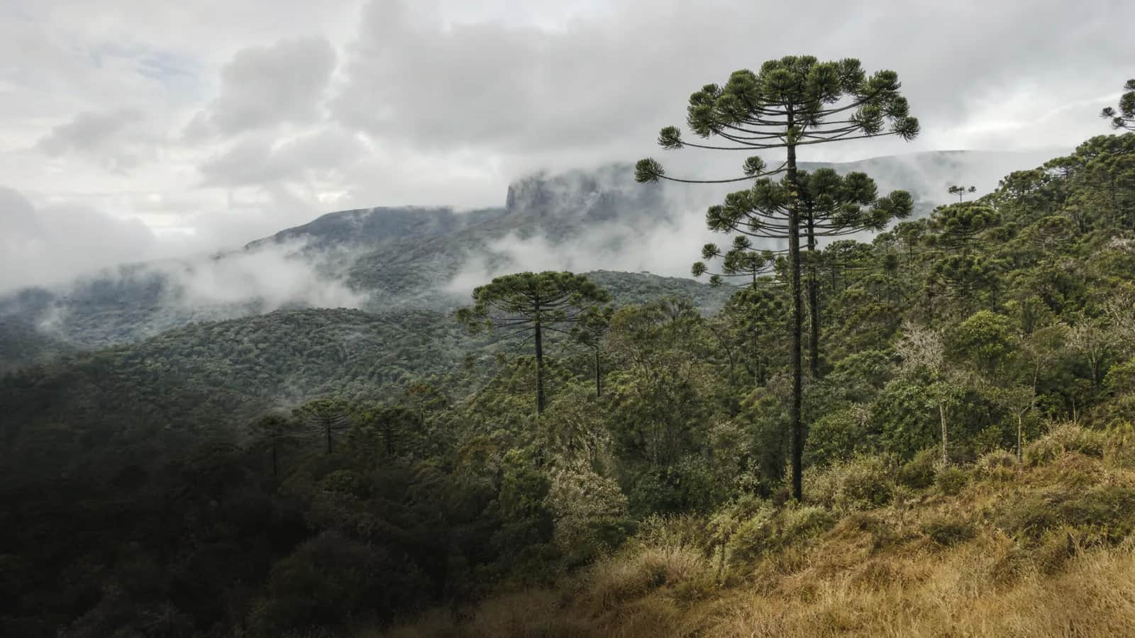Floresta Ombrófila Mista