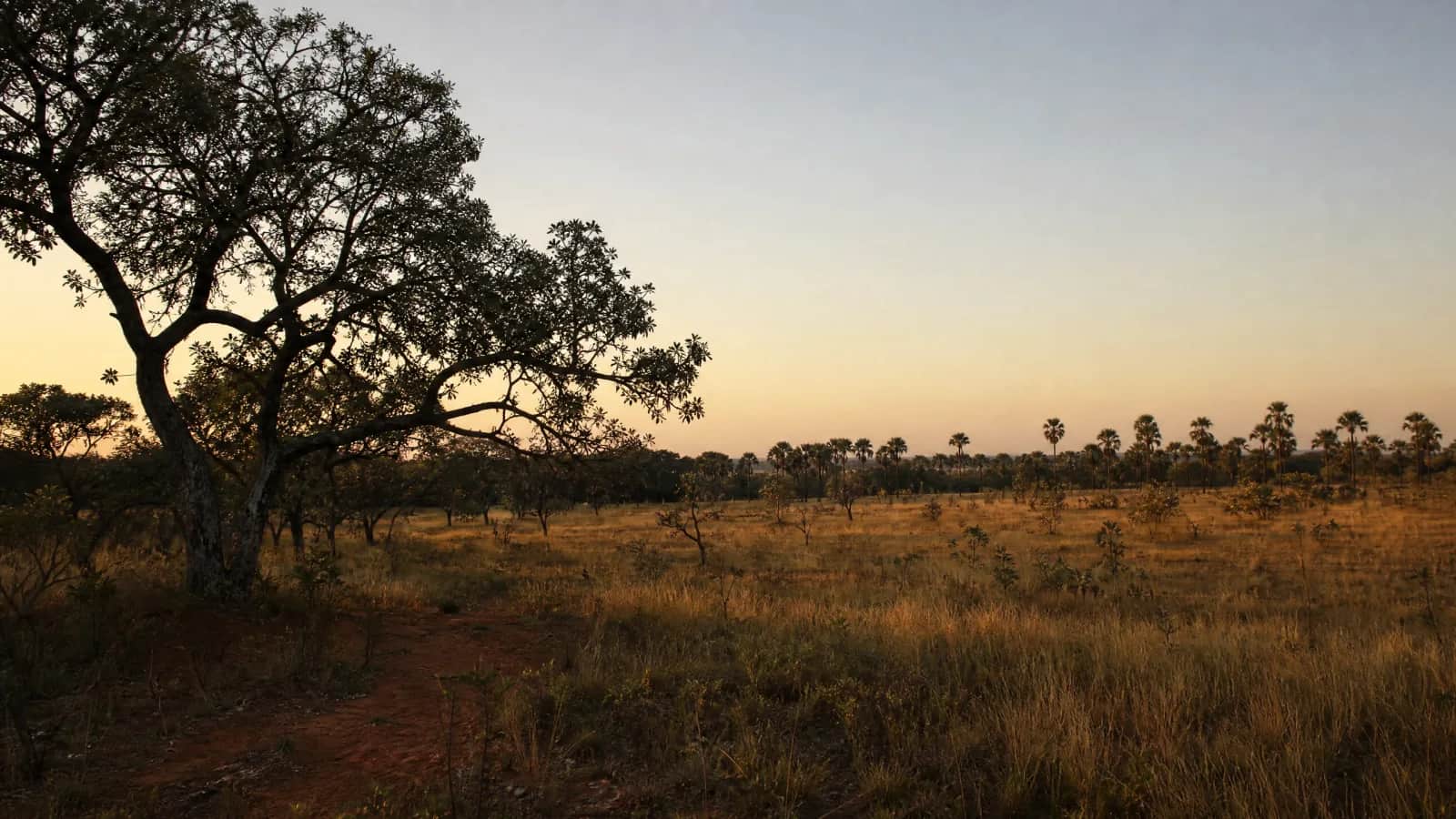 Savana