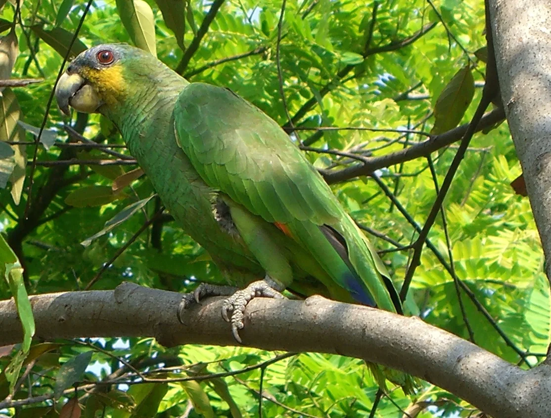 amazona alinaranja — foto 1