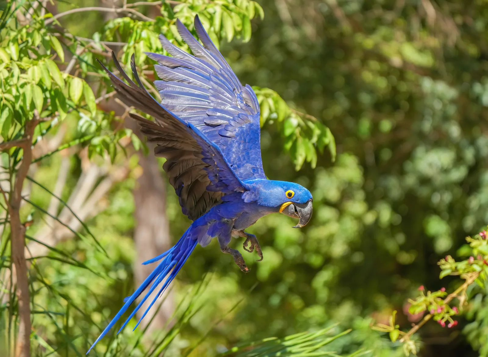 arara-azul-grande — foto 1