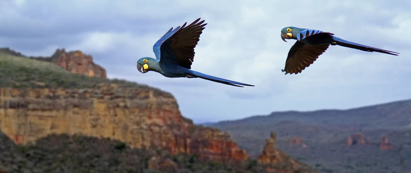 arara-azul-de-lear — foto 1