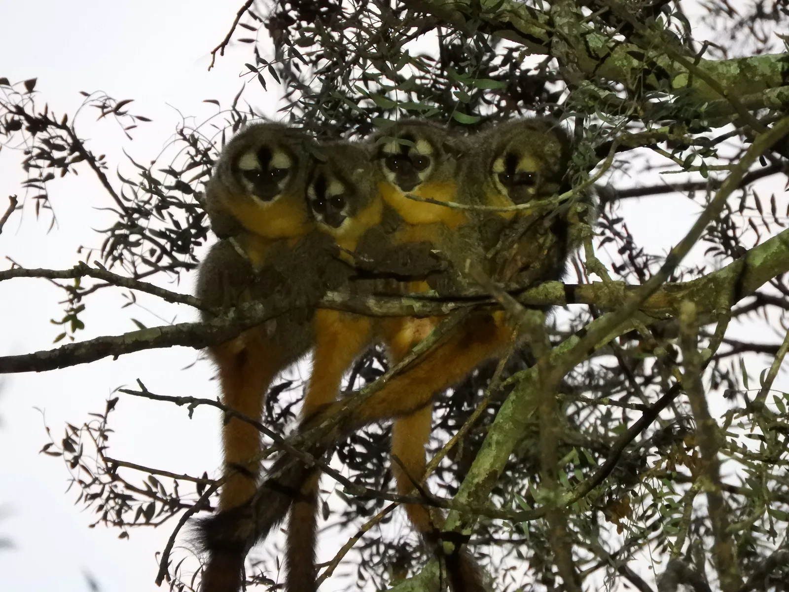 Azara's night monkey — foto 1
