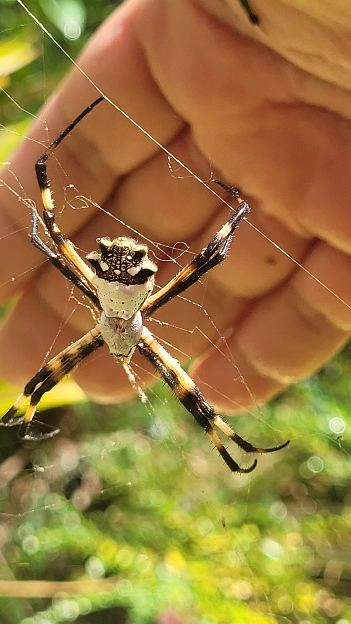 Aranha-de-prata — foto 1