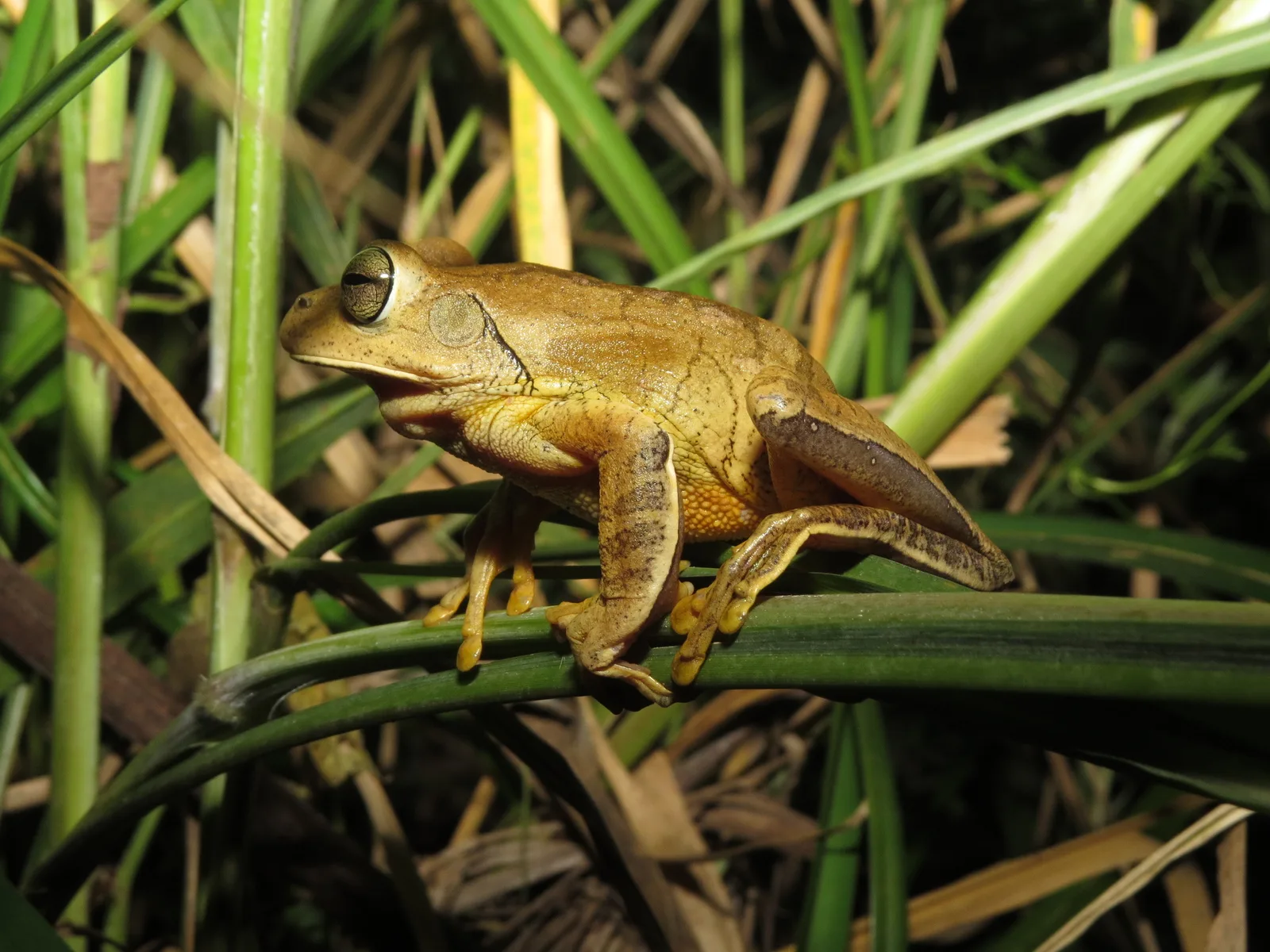 Blacksmith Treefrog — foto 1