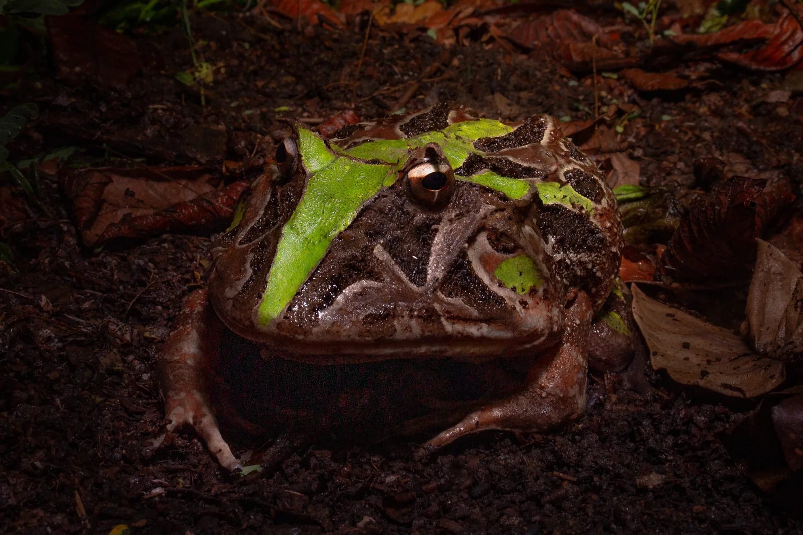 Brazilian horned frog / Wied's frog — foto 1