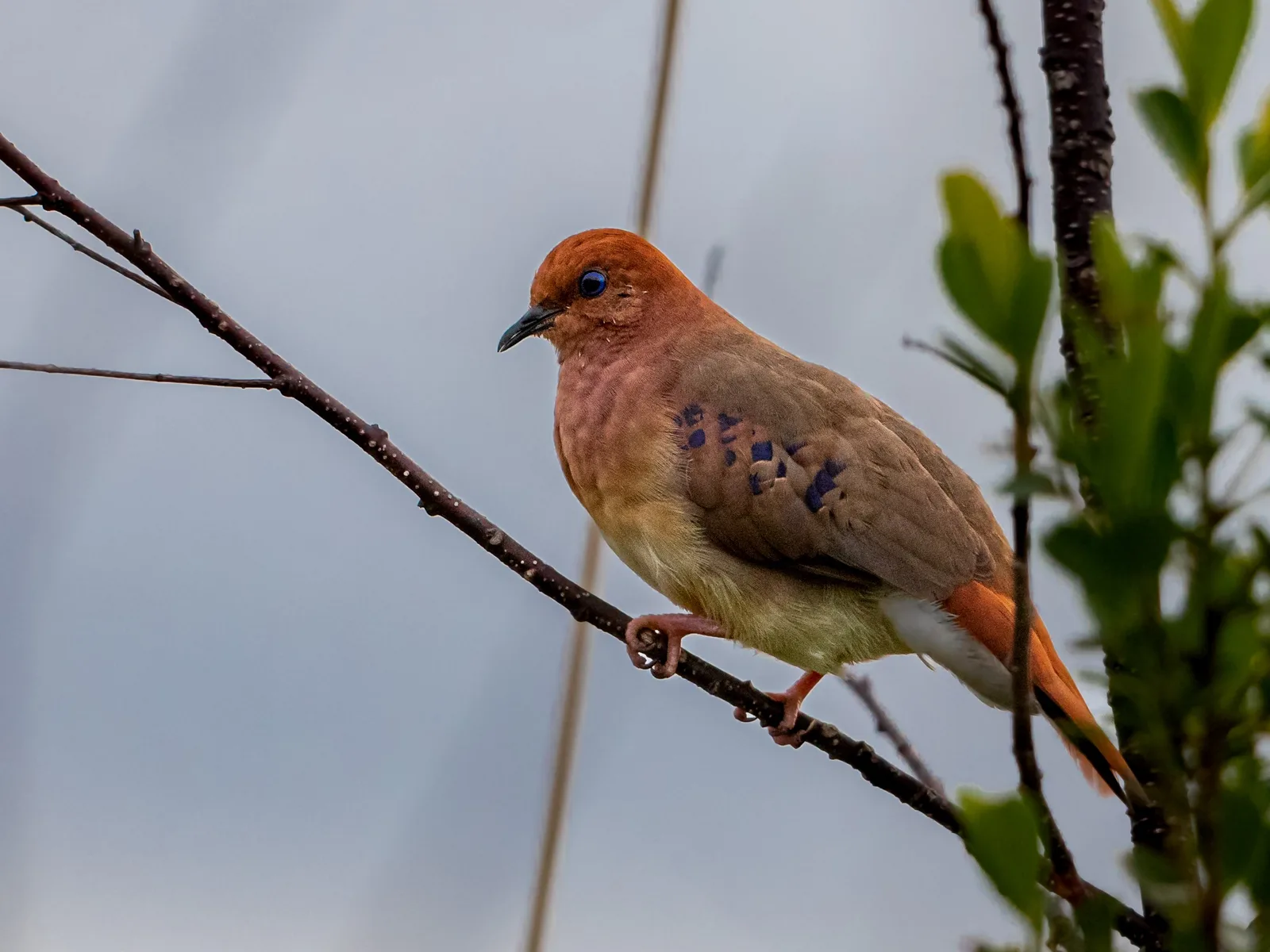 Blue-eyed Ground Dove — foto 1