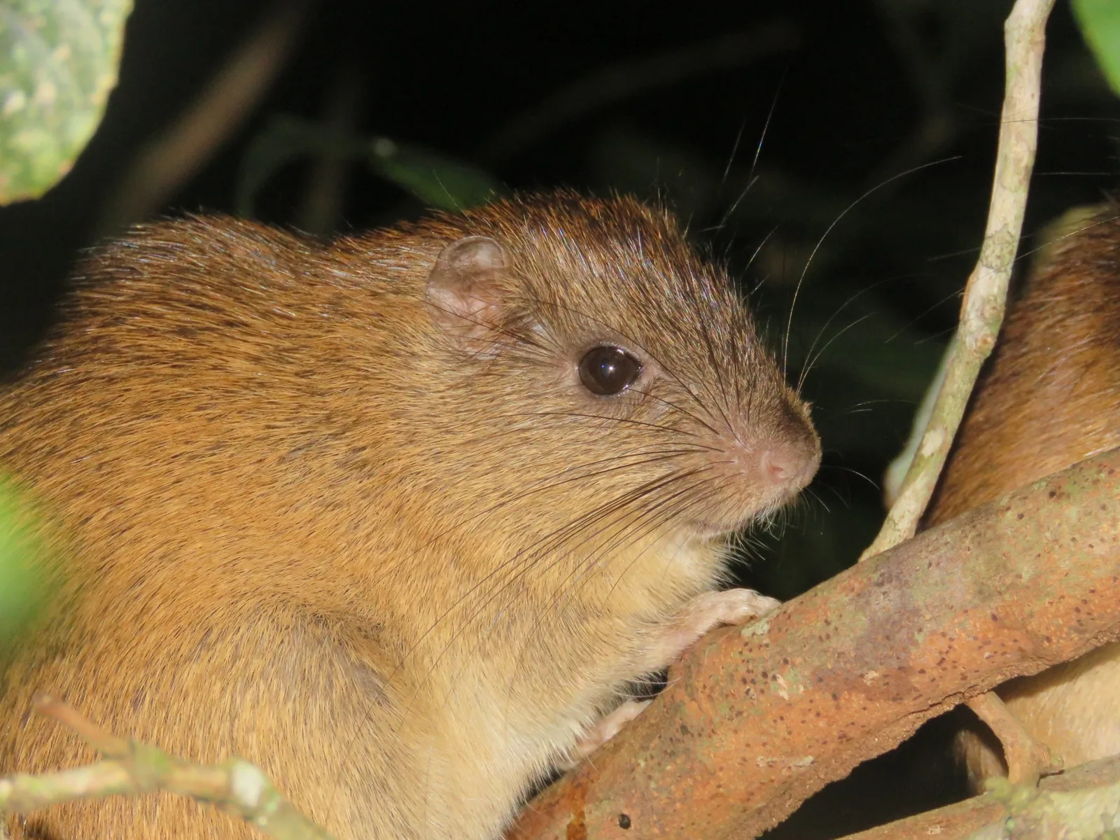 Atlantic bamboo rat — foto 1