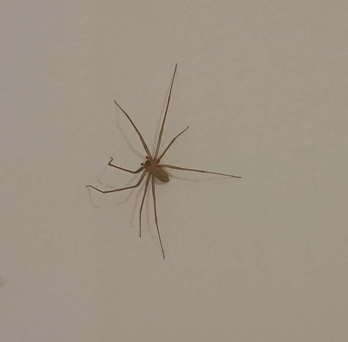 Aranha-marrom — foto 1