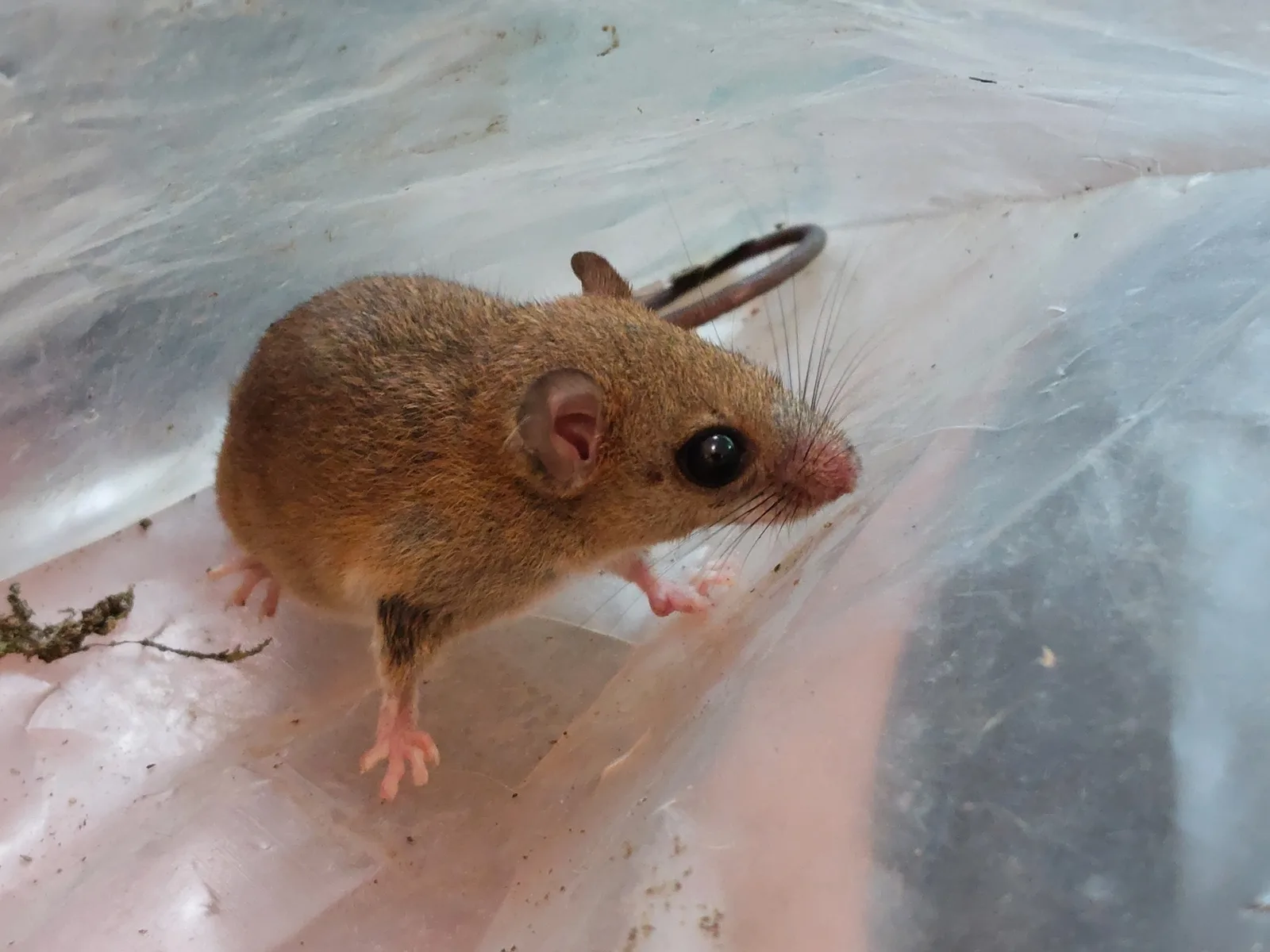 Bicolored arboreal rice rat — foto 1
