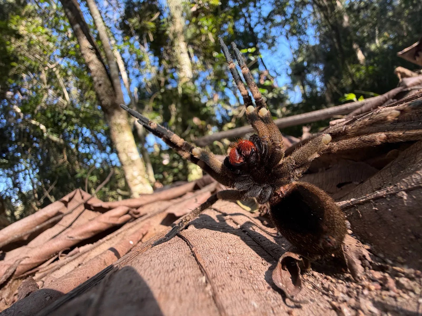 Aranha-armadeira — foto 1