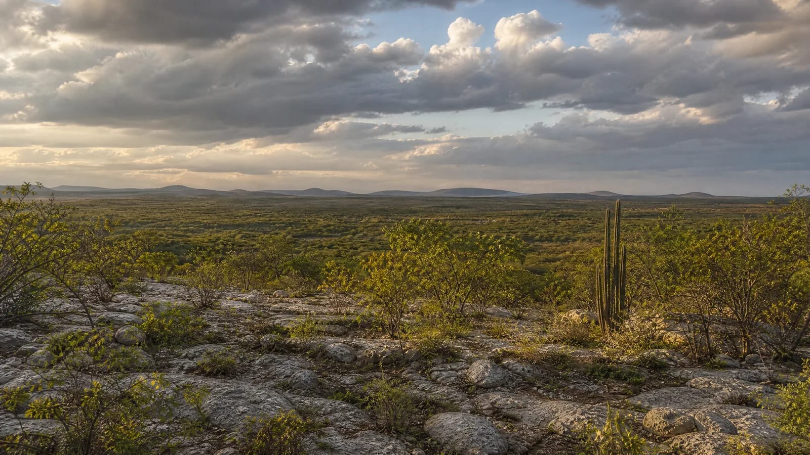 Caatinga — 1