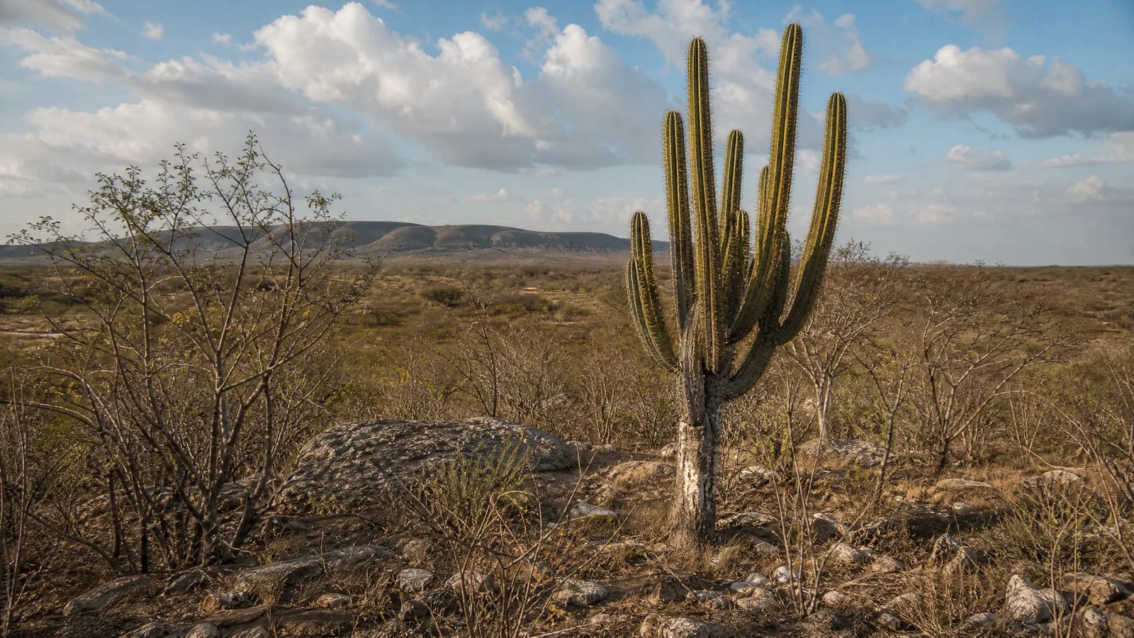 Caatinga — 4