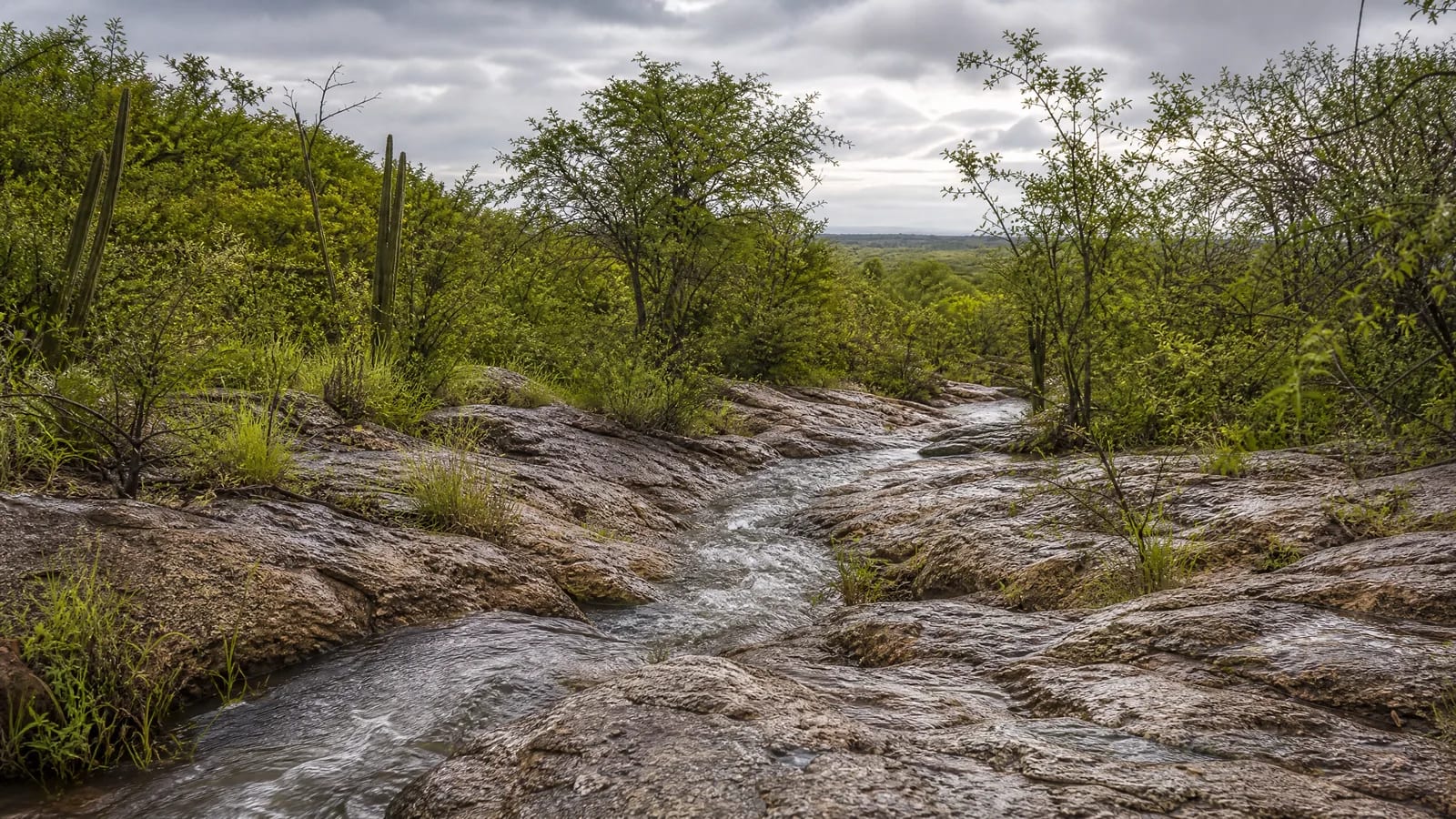 Caatinga — 5