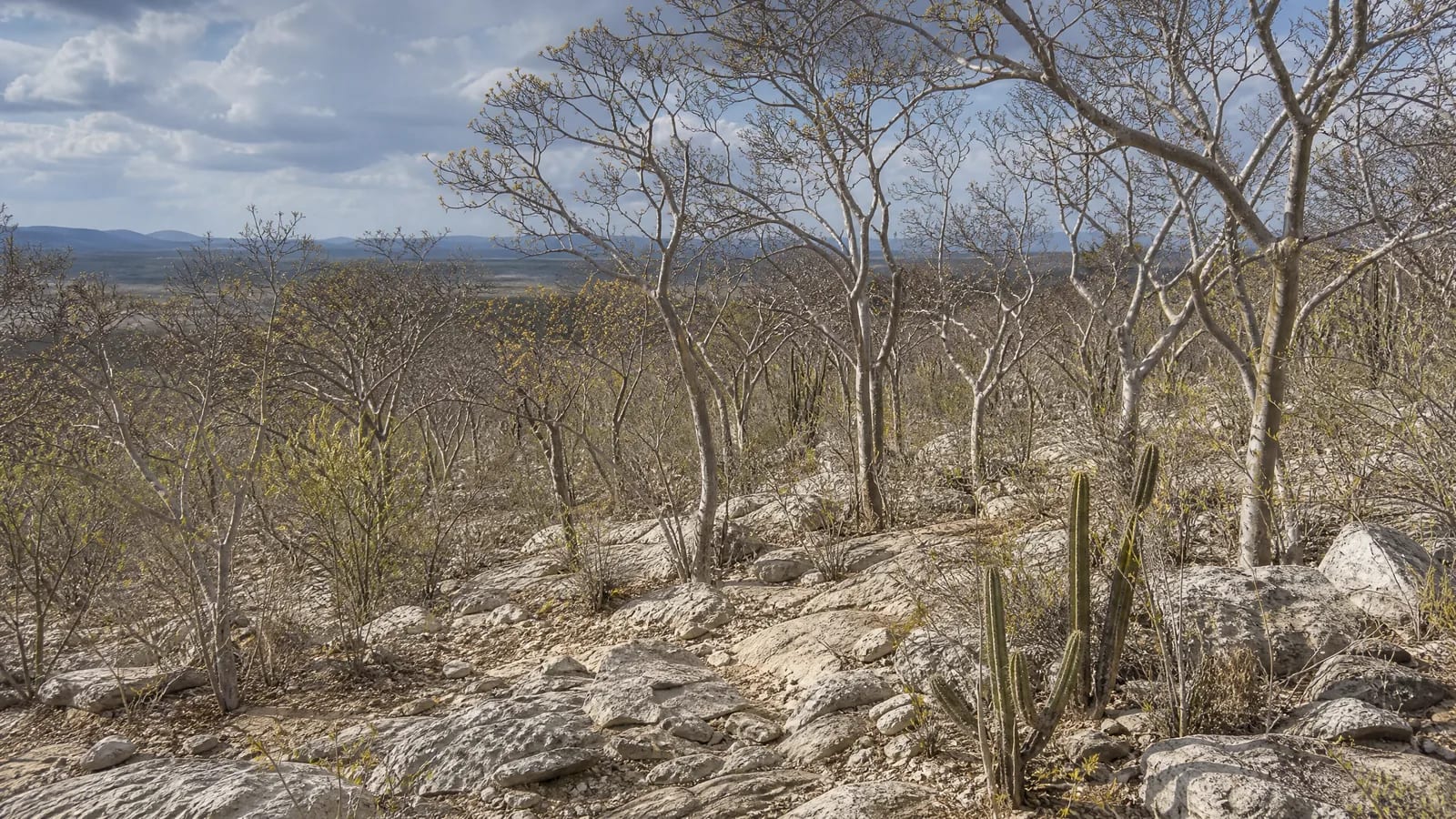 Caatinga — 7