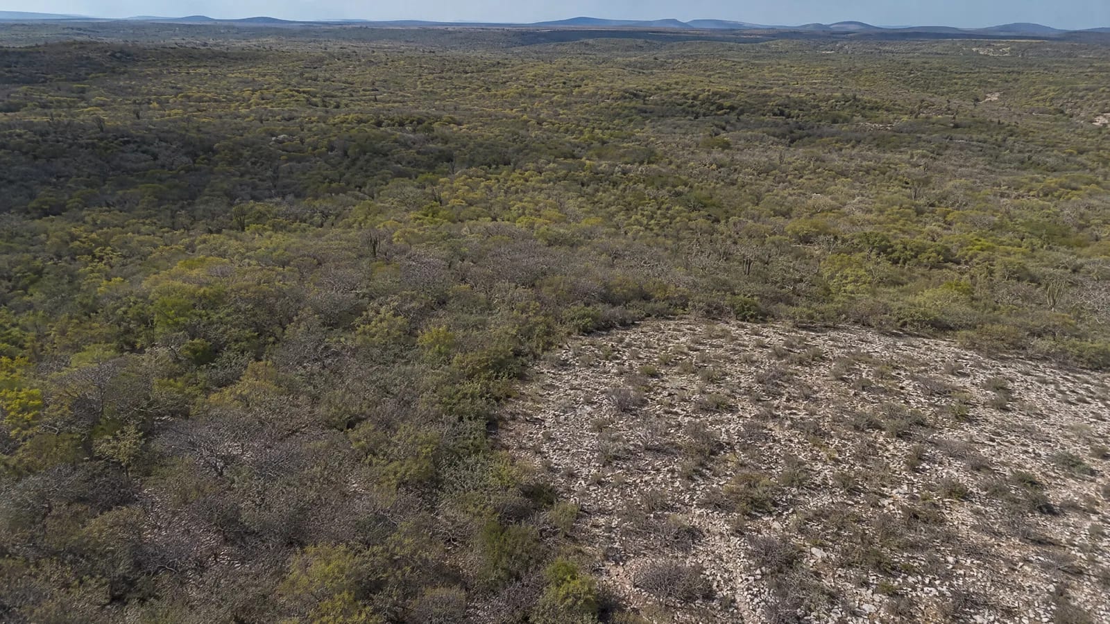 Caatinga — 10