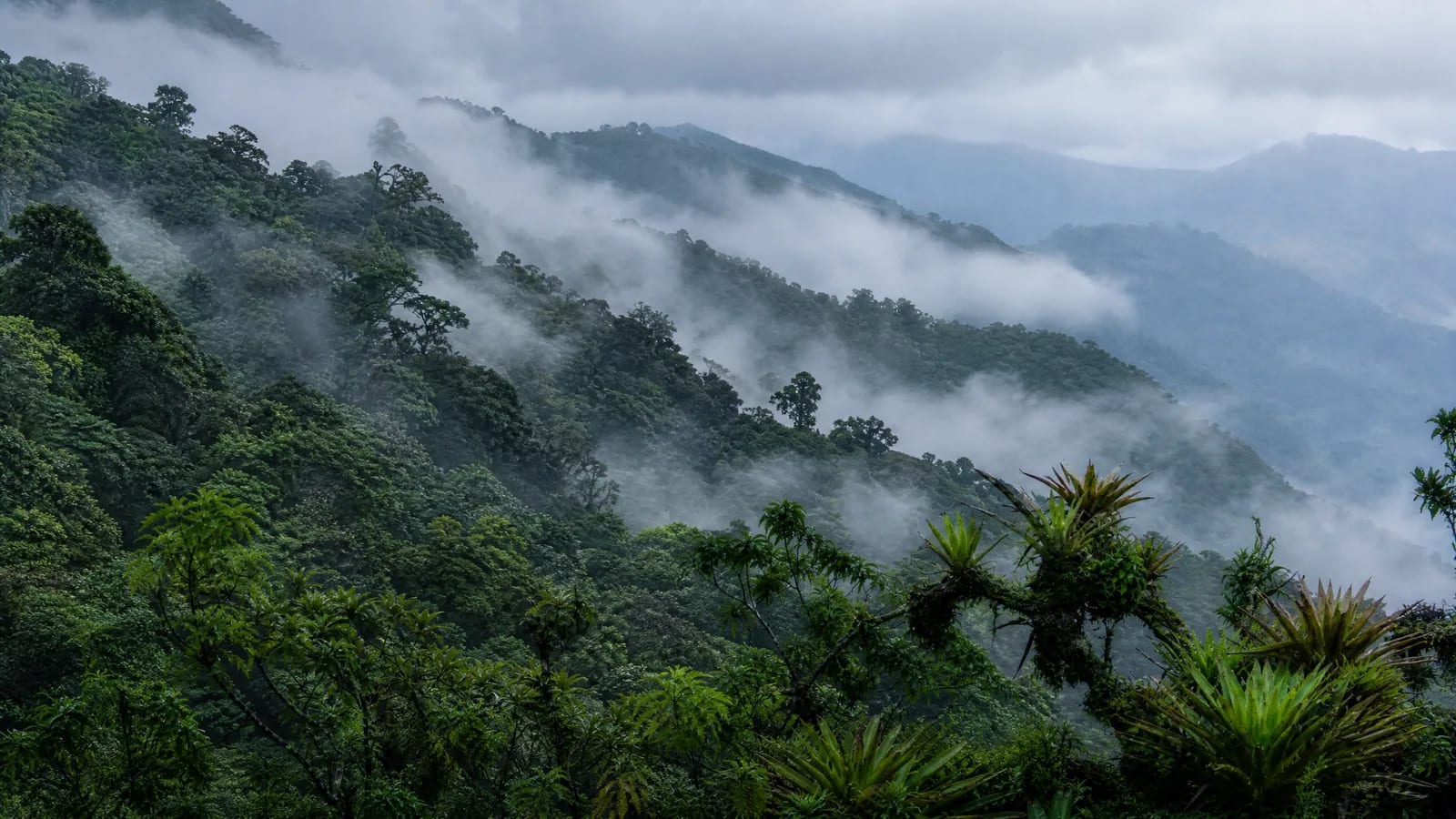 Mata Atlântica — 1