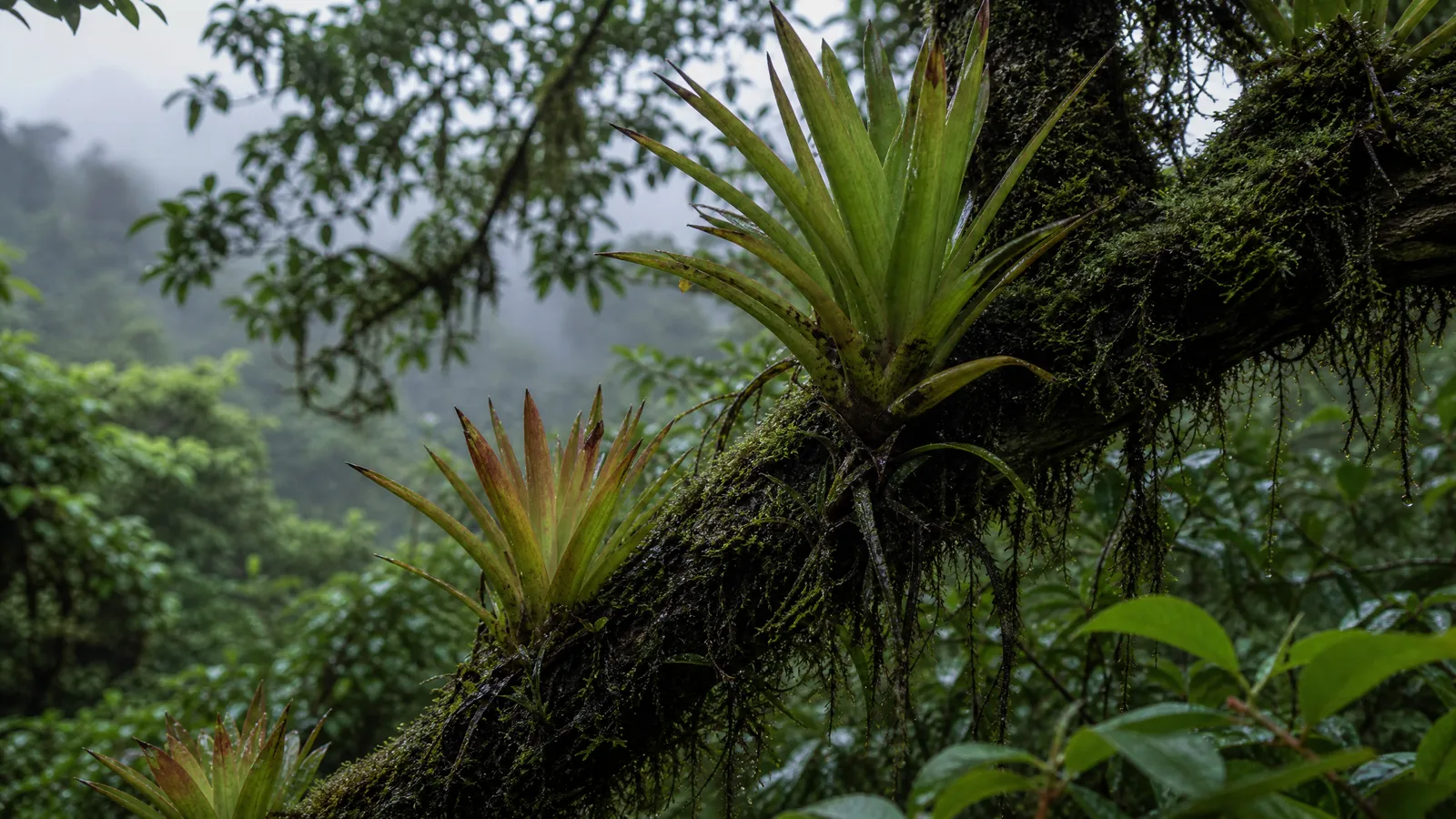 Mata Atlântica — 3