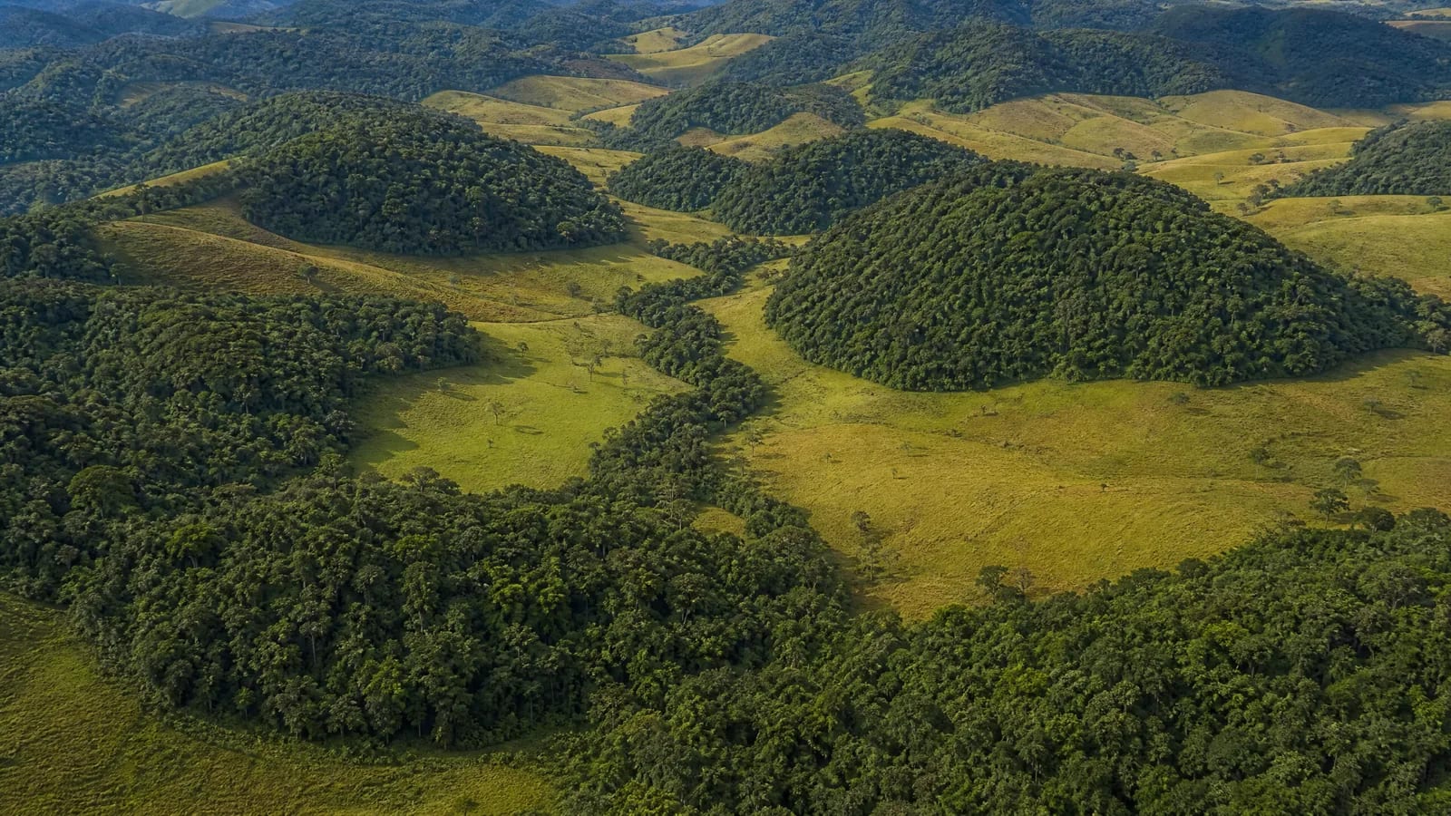 Mata Atlântica — 5