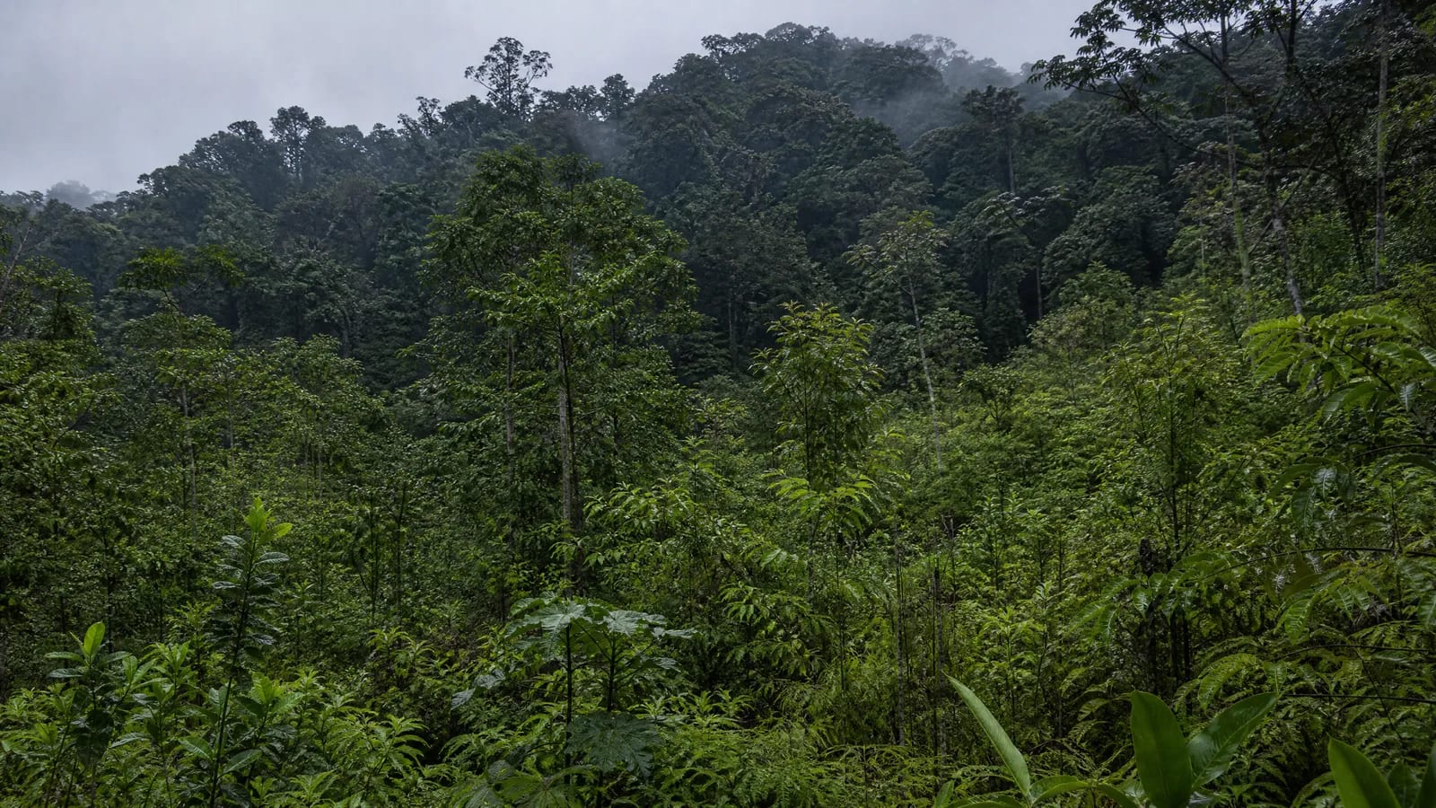 Mata Atlântica — 10