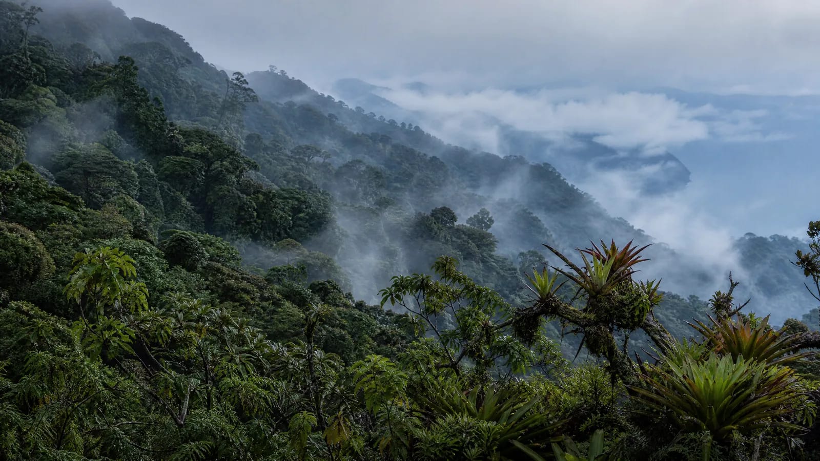 Mata Atlântica