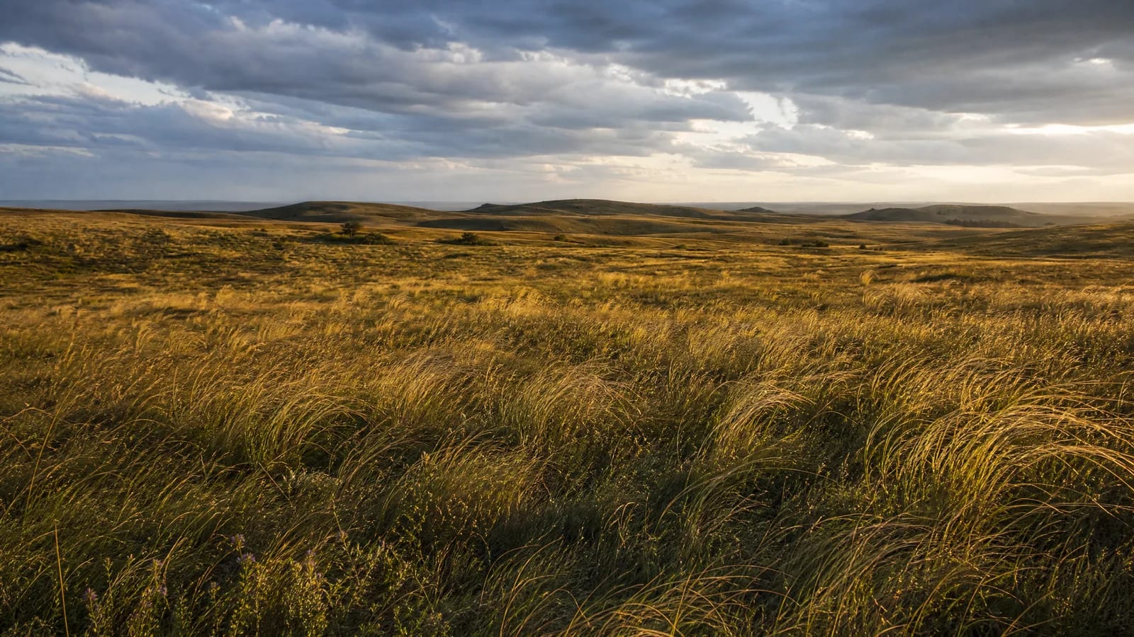 Pampa — 1