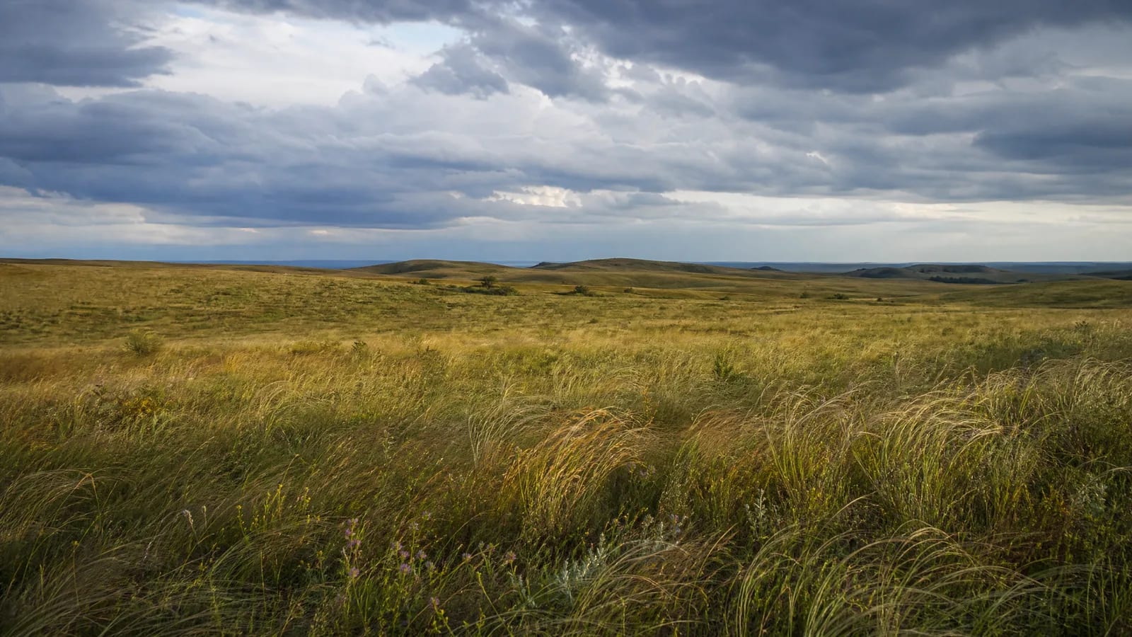 Pampa — 6